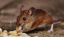 24 Hour & Emergency Exterminators in Milford, MI